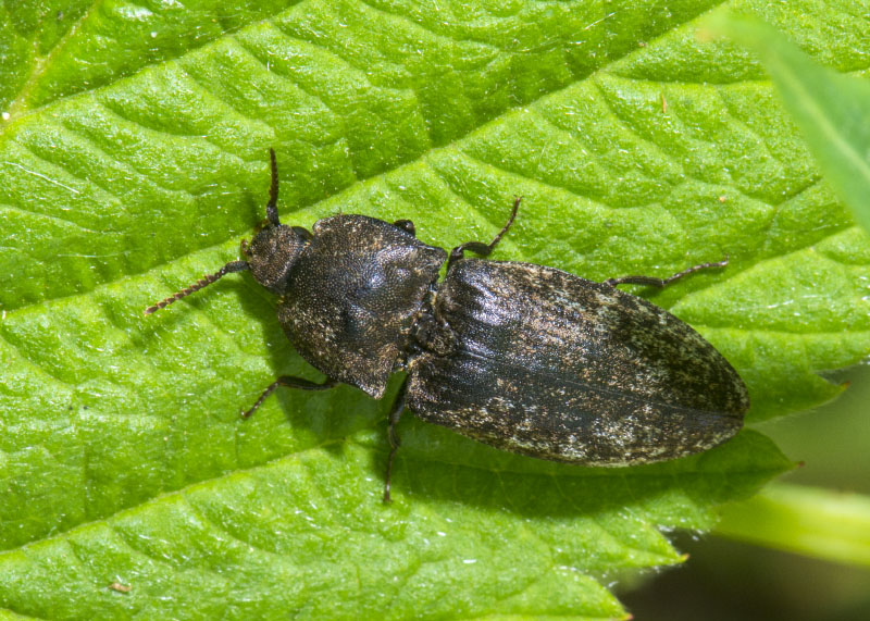 Elateridae: Agrypnus murinus